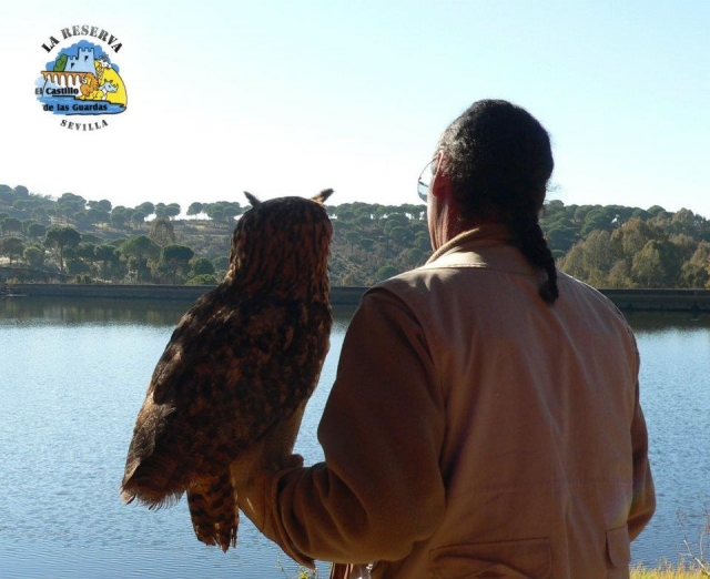  Mostre di falconeria 